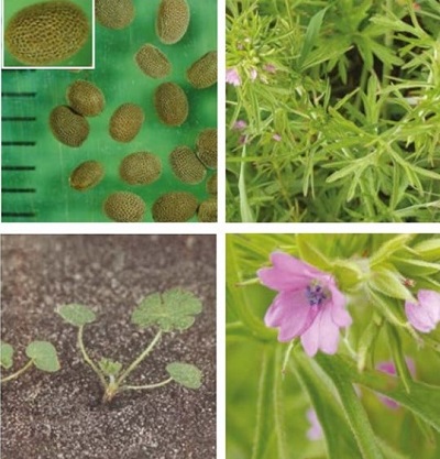 Cut-leaved crane's-bill at four growth stages